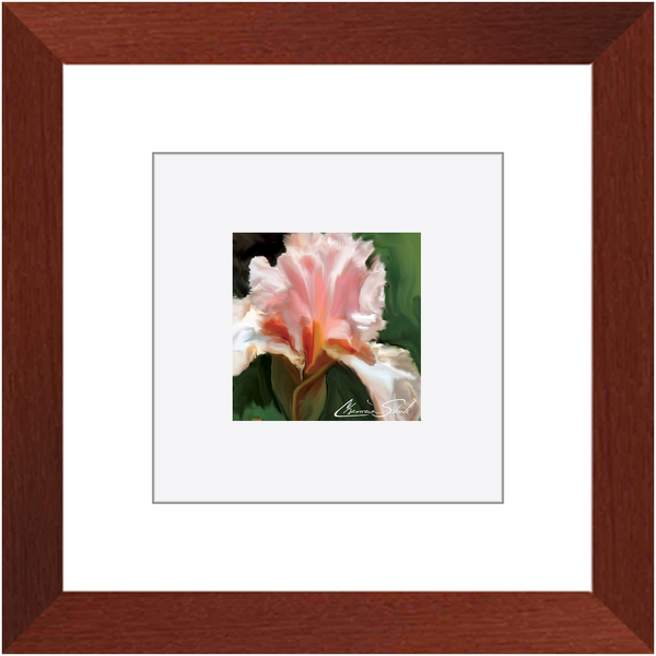 Framed Print | Flower Series | Pink Iris