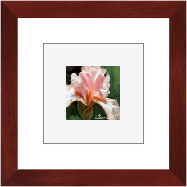 Framed Print | Flower Series | Pink Iris