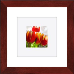 Framed Print | Flower Series | Red Tulips